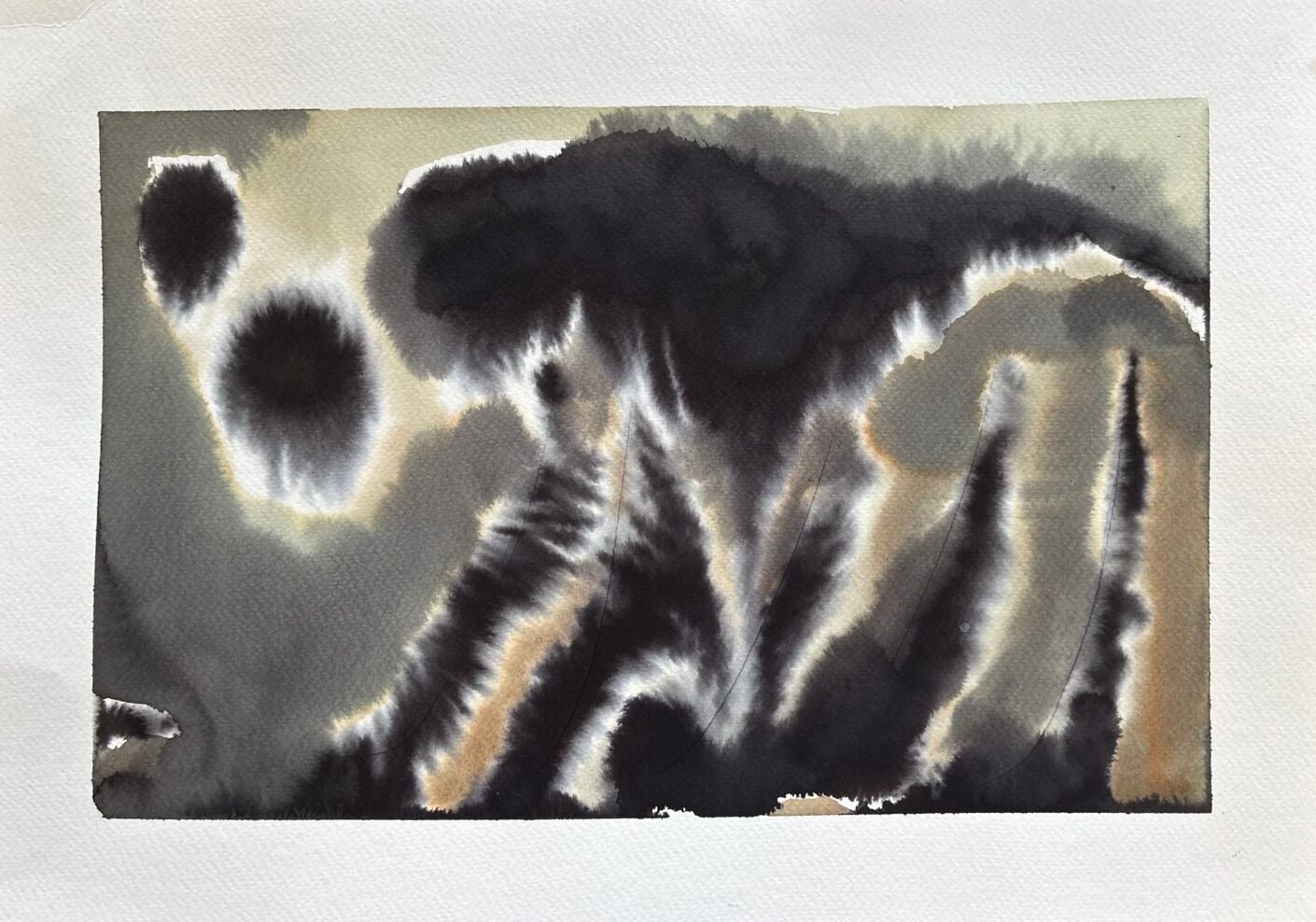 De la Serie "Animales Nocturnos"