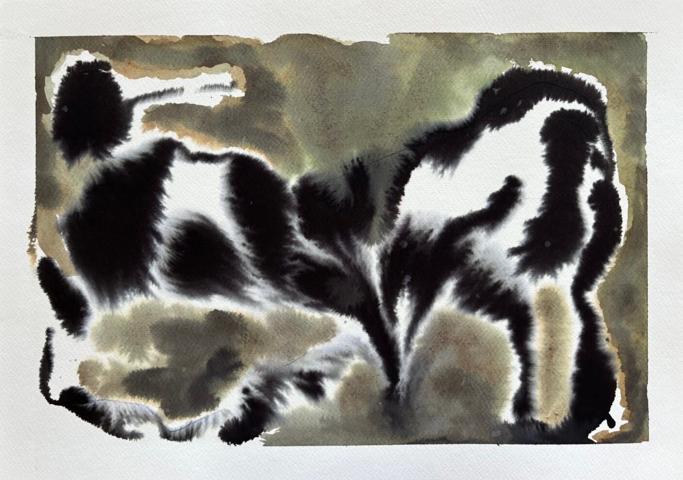 De la serie "Animales Nocturnos"